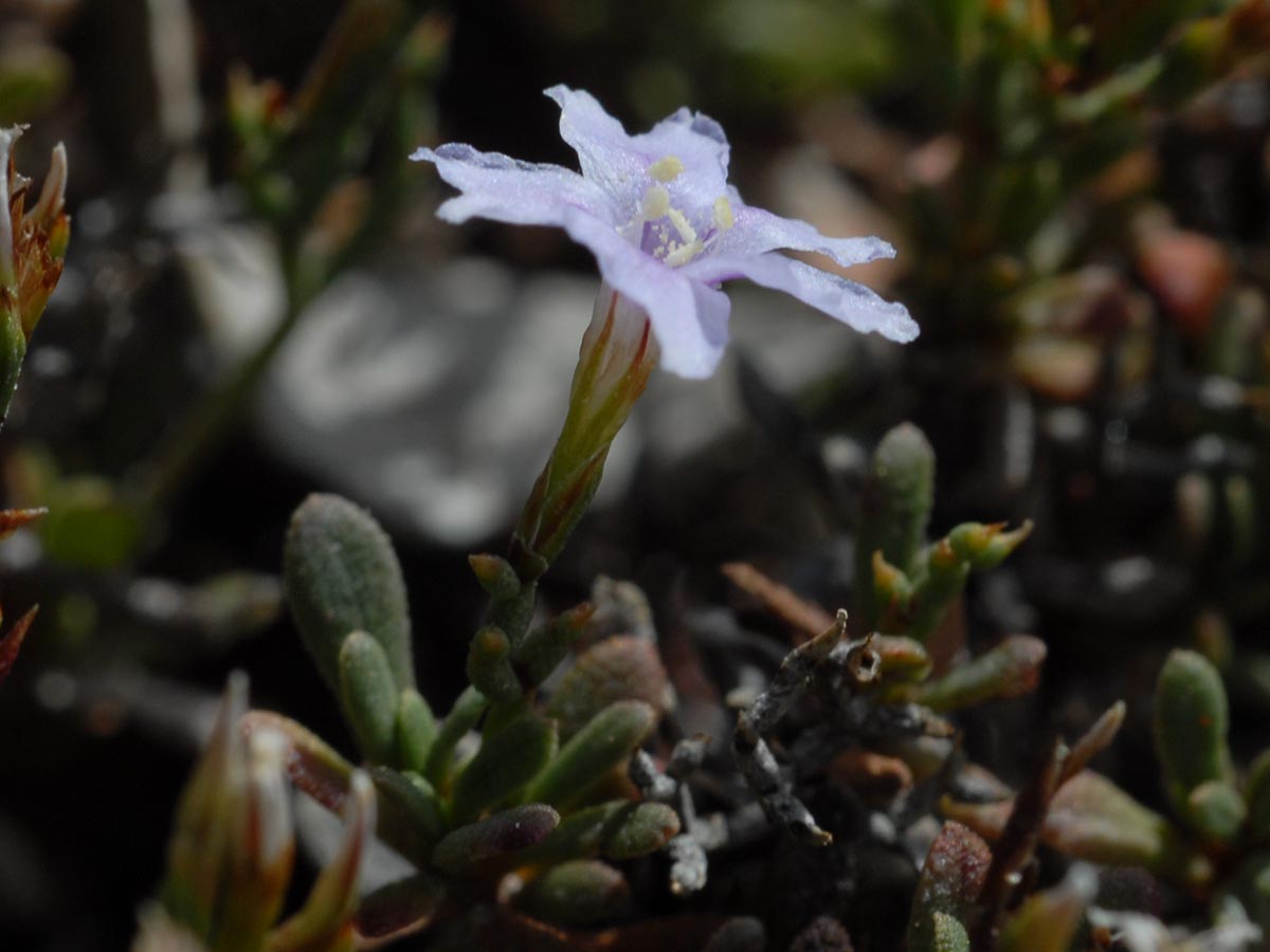 Blüte